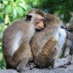 Top Beaches in Sri Lanka: A Comprehensive Guide to the Best Coastal Destinations